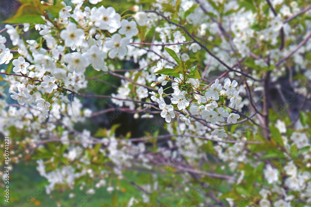 Branches of blooming tree on spring day Branches of blooming tree on spring day