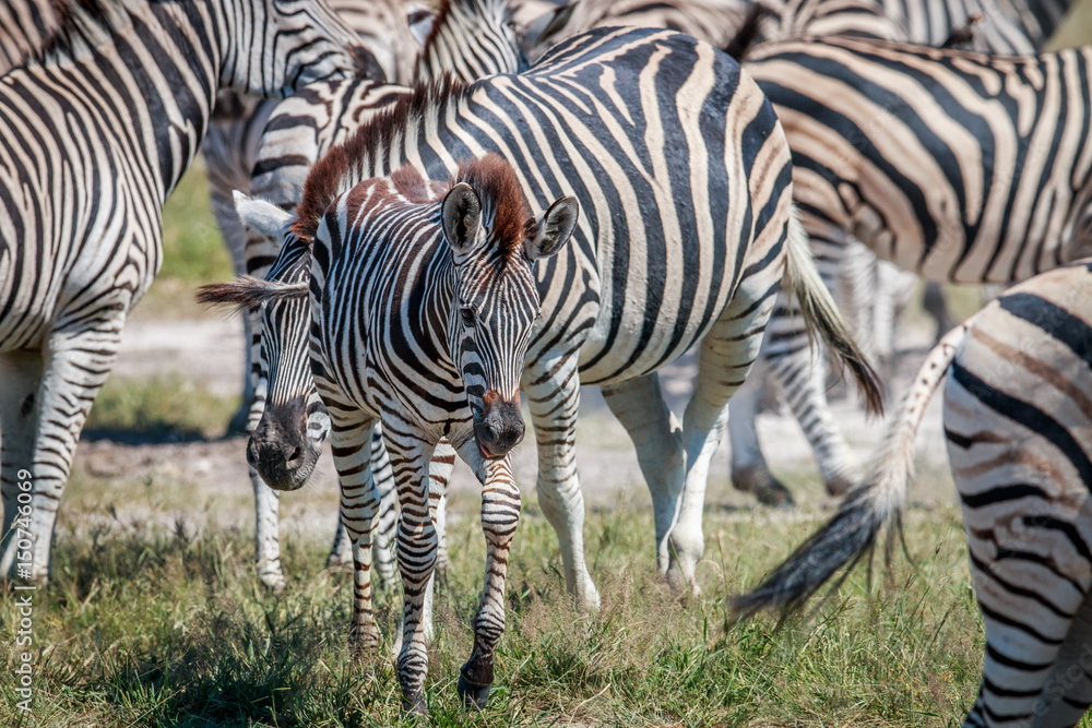 Fototapeta premium Baby Zebra in between other Zebras.
