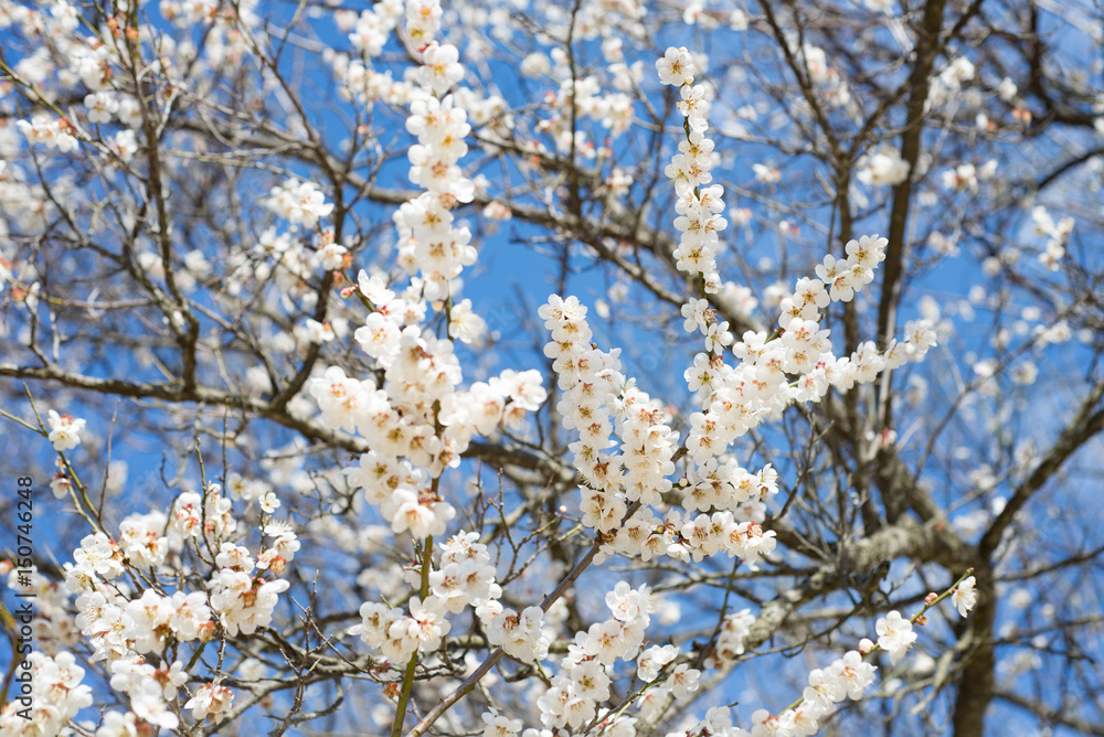 Spring flowers blooming in Korea Spring flowers blooming in Korea
