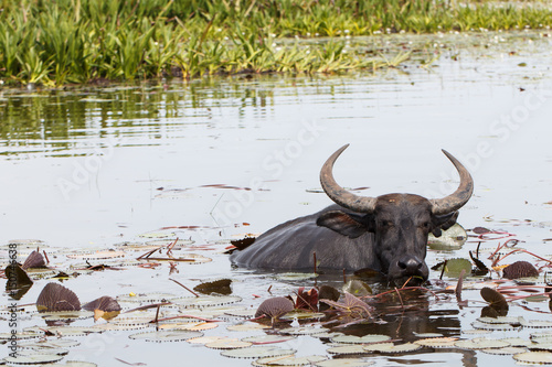 Water buffalo