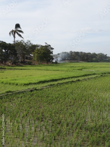 Rice fields, or paddy fields, in a fertile valley near the Tucume archaeological site, Chiclayo, Peru photo