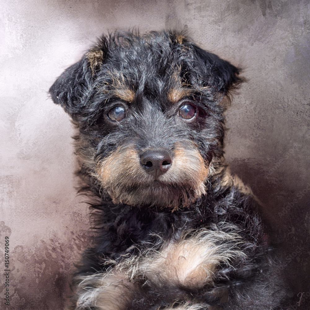 New pup in town, Cute puppy dog portrait. New pup in town, Cute puppy dog portrait.