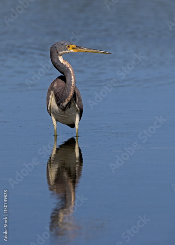 Tricolored Heron ( Egretta tricolor) standing in shallow water while fishing at Fort Desoto Park near St. Pete Beach, Florida.