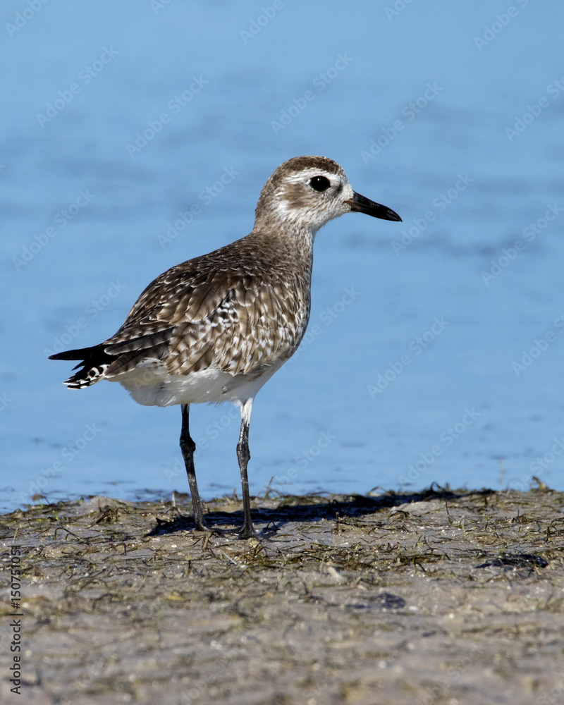 Black bellied Plover ( Pluvialis squatarola) standing on a beach looking for blood worms at Fort Desoto Park near St. Pete Beach, Florida. Black bellied Plover ( Pluvialis squatarola) standing on a beach looking for blood worms at Fort Desoto Park near St. Pete Beach, Florida.