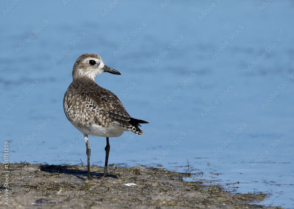 Black bellied Plover ( Pluvialis squatarola) standing on a beach looking for blood worms at Fort Desoto Park near St. Pete Beach, Florida. Black bellied Plover ( Pluvialis squatarola) standing on a beach looking for blood worms at Fort Desoto Park near St. Pete Beach, Florida.