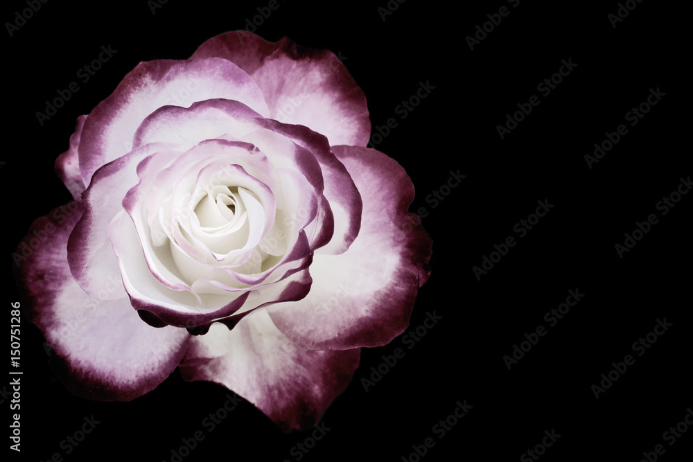 White and dark red rose isolated on black White and dark red rose isolated on black