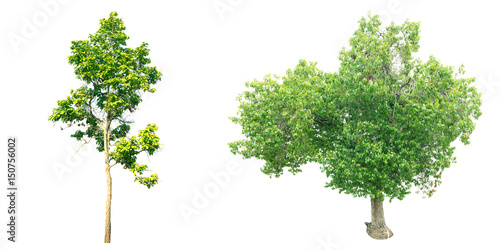 Collection of trees on white background.  for gardening  