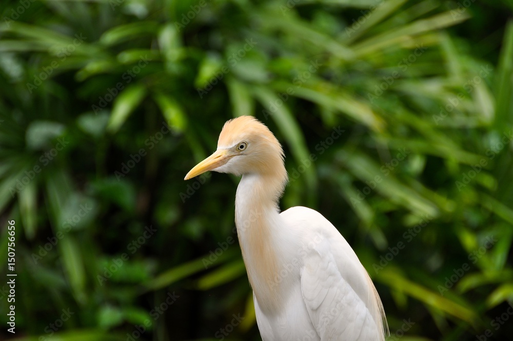 Fototapeta premium Malaysian Bird Park 12
