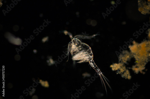 Copepod (zooplankton) in freshwater and Marine under microscope.