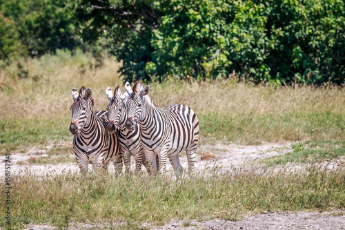 Group of Zebras standing in grass.