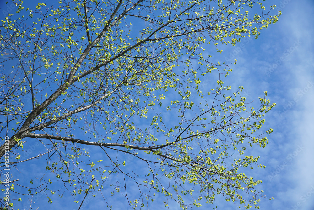low angle view of tree branch sprout in spring low angle view of tree branch sprout in spring