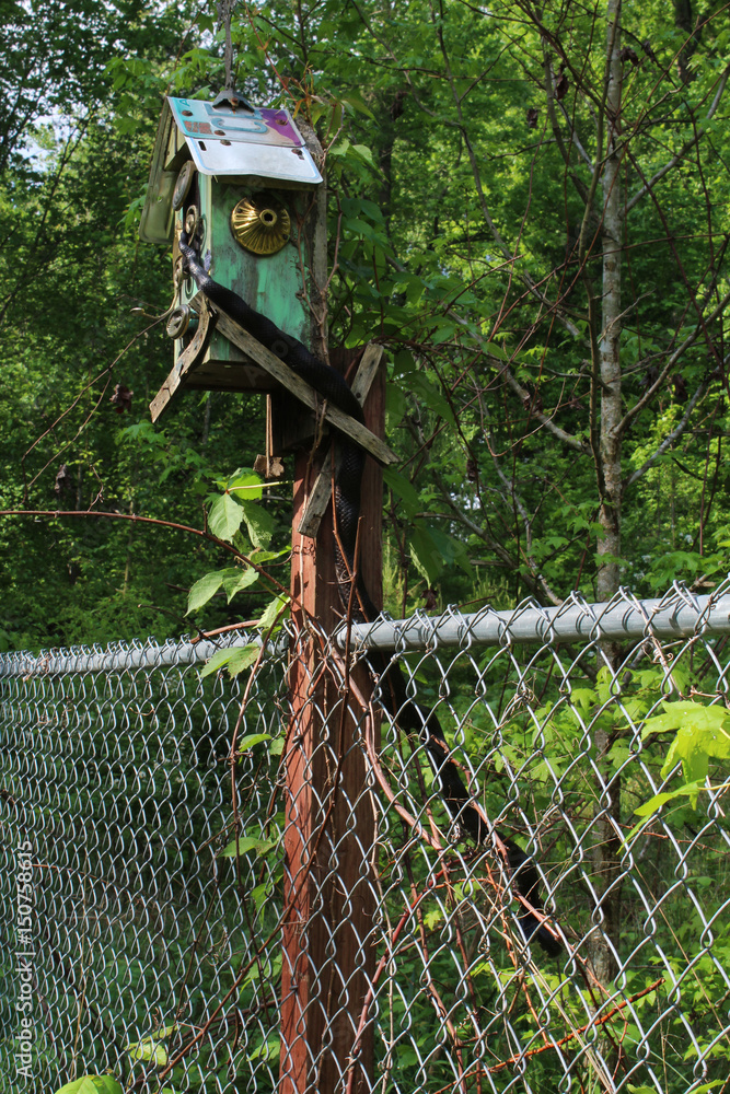 Obraz premium Black snake crawling out of a birdhouse 