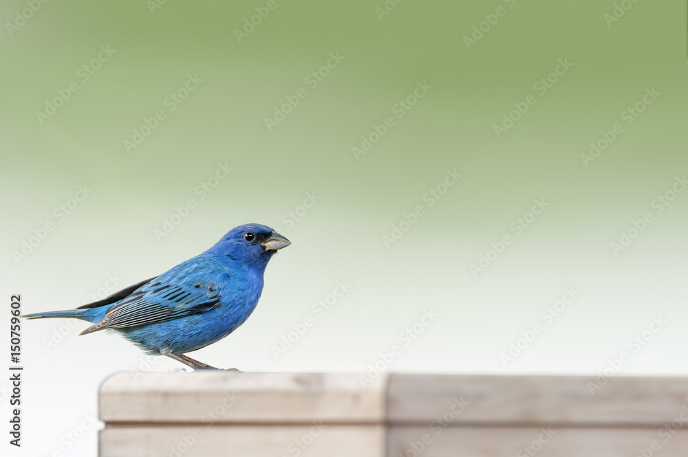 Male Indigo Bunting Male Indigo Bunting
