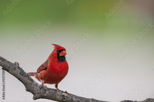 Canvas Print Male Northern Cardinal