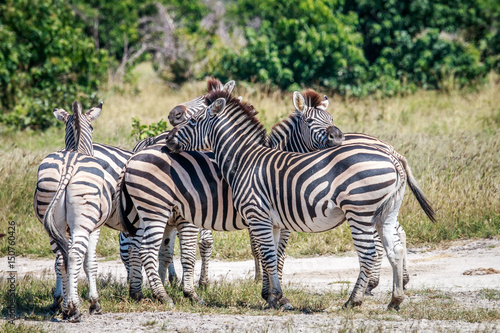 Group of Zebras bonding in Chobe.