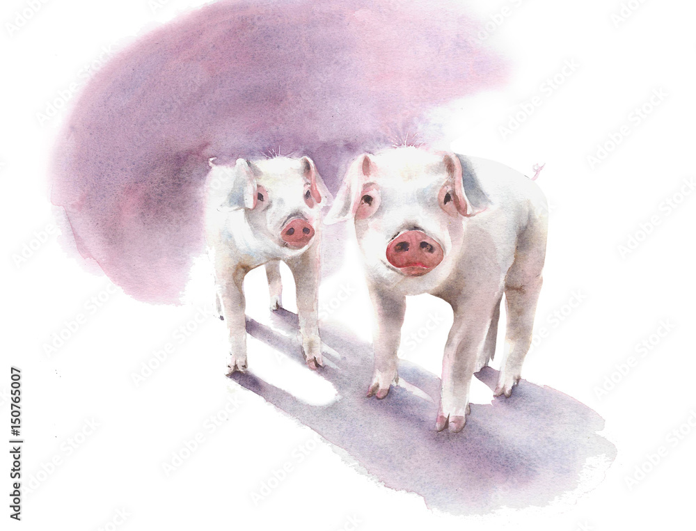 Piglets pigs farm animals cute pets watercolor painting illustration isolated on white background Piglets pigs farm animals cute pets watercolor painting illustration isolated on white background