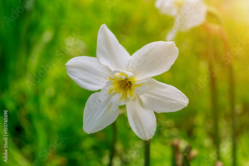 Fototapeta Naklejka Na Ścianę i Meble -  Daffodil on sunny day the garden. The first spring flowers.