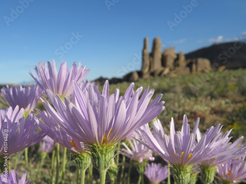 Desert Wildflowers in Bloom