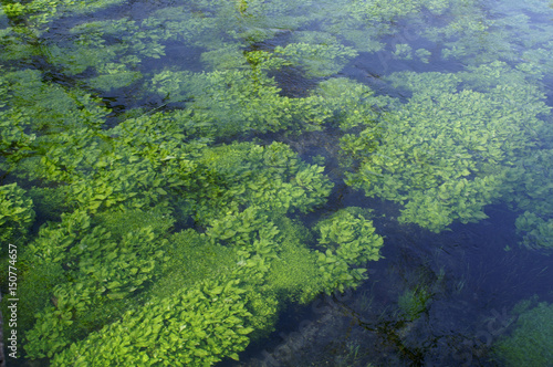 春の澄んだ川の中の水草 © almondpoodle