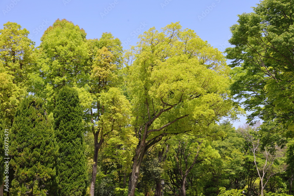 fresh verdure fresh verdure