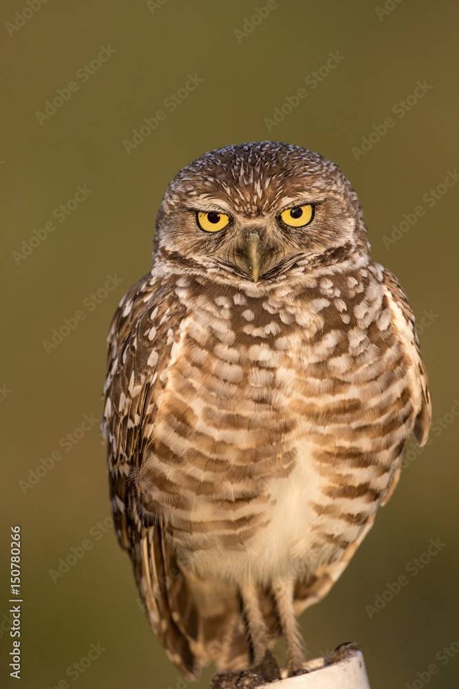 Burrowing owl Burrowing owl