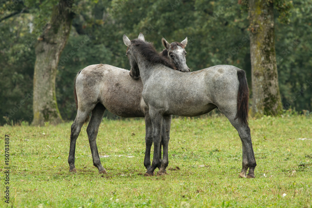 :ipizanner horszes in Slovenia