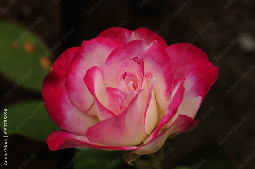 A white and pink rose in a garden