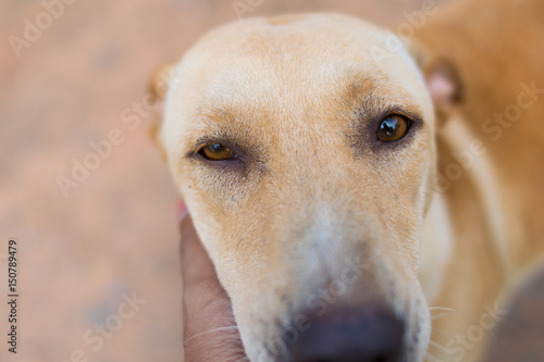 Closeup portrait of red dog