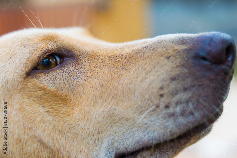 Closeup portrait of red dog