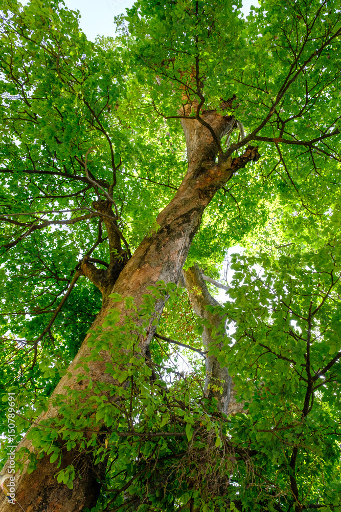Fototapeta premium forest trees nature green wood sunlight backgrounds