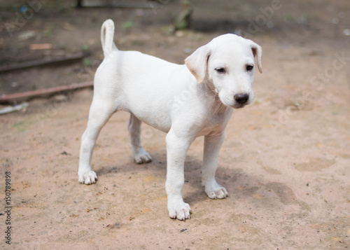 happy white puppy dog