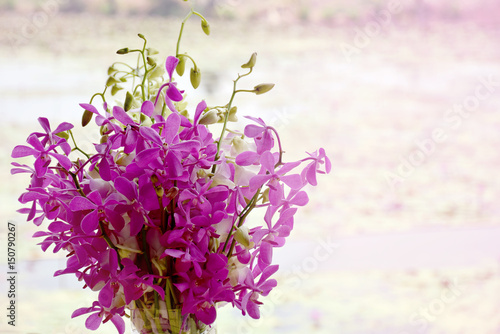 Pink orchid on blurred background