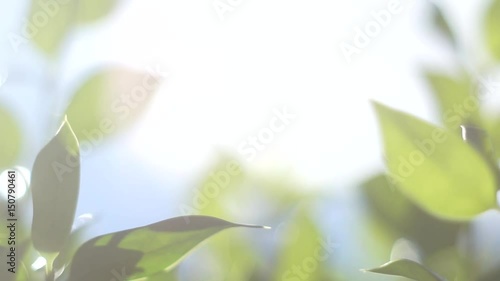 Bright morning sun in garden abstract motion background with bokeh effect