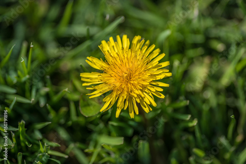 single yellow dandelion in grass