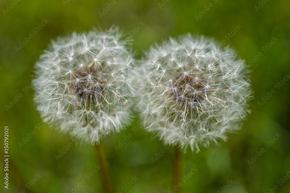 Fototapeta premium two dandelions in field