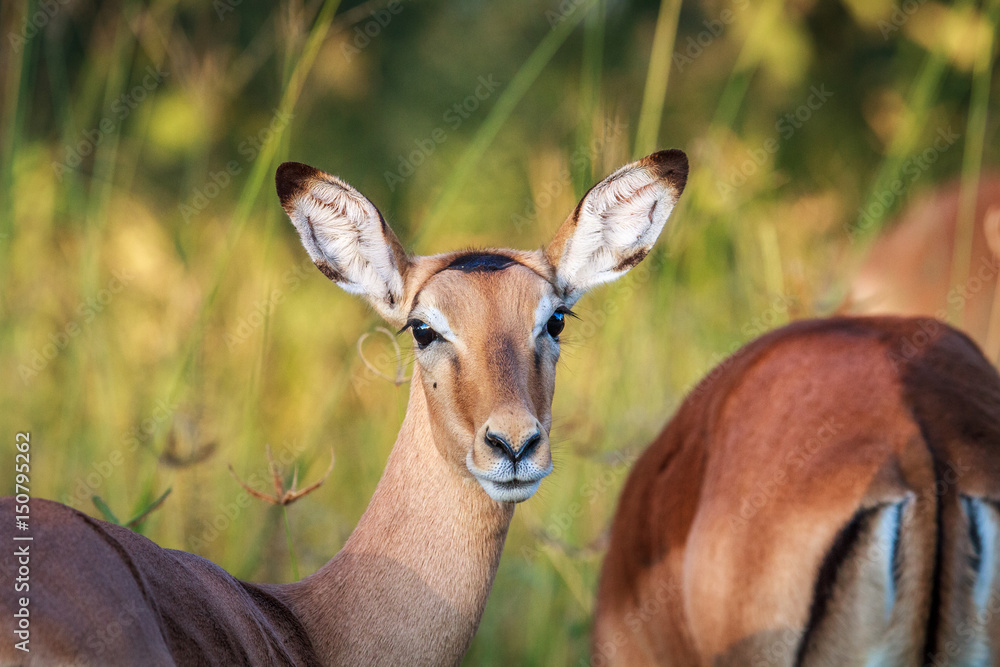 Impala starring at the camera in Chobe. Impala starring at the camera in Chobe.