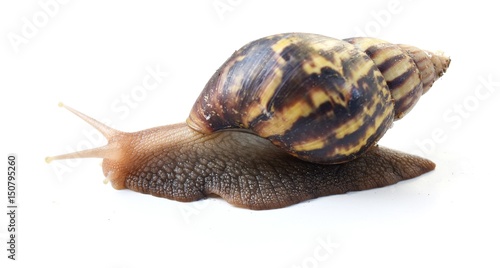 The big brown snail on white background ,Gastropoda