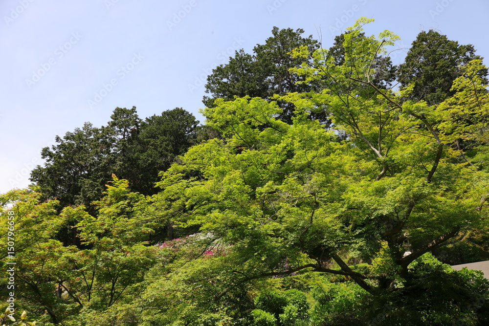 fresh verdure