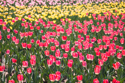 Fototapeta Naklejka Na Ścianę i Meble -  Tulip flower field