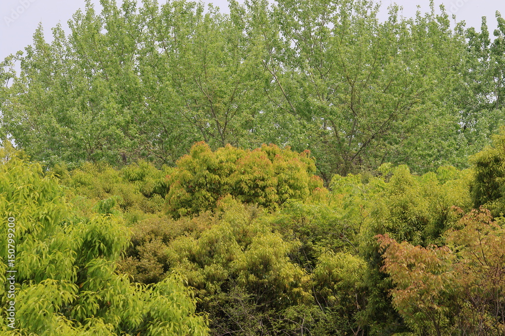 Fototapeta premium fresh verdure