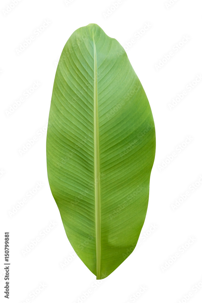 banana leaf isolated on white background banana leaf isolated on white background