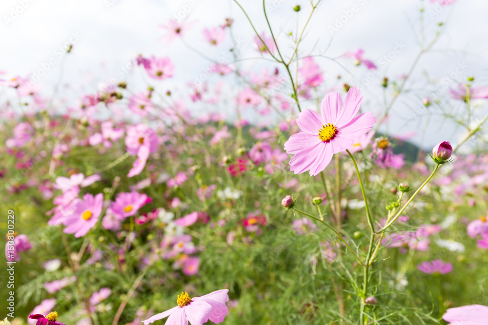 Pink cosmos flower blooming in the field