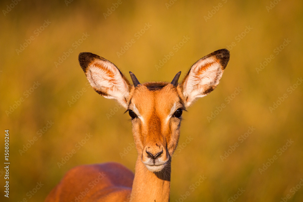 Young Impala starring at the camera. Young Impala starring at the camera.