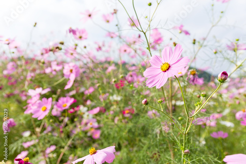Pink cosmos flower blooming in the field © leungchopan