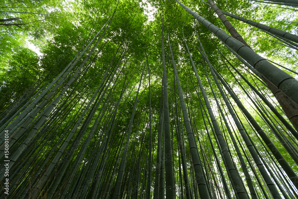 Bamboo groves