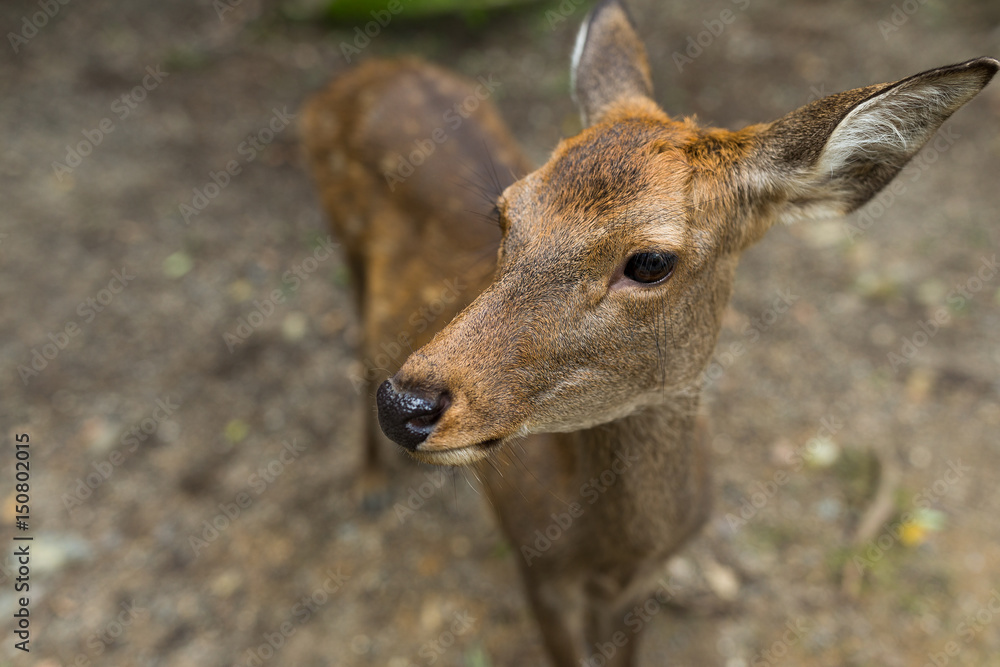 Fototapeta premium Deer close up