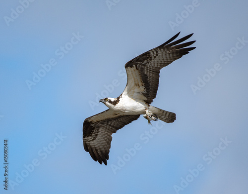 Osprey with Dinner