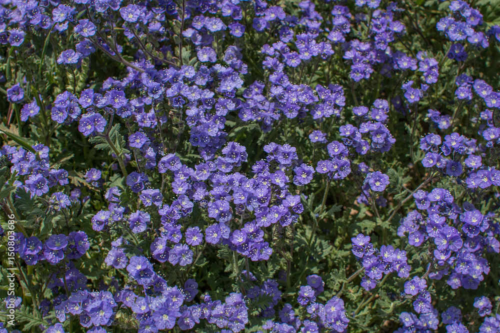 Obraz premium Purple Flowers