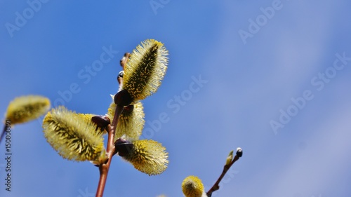 Цветущие ветки ивы