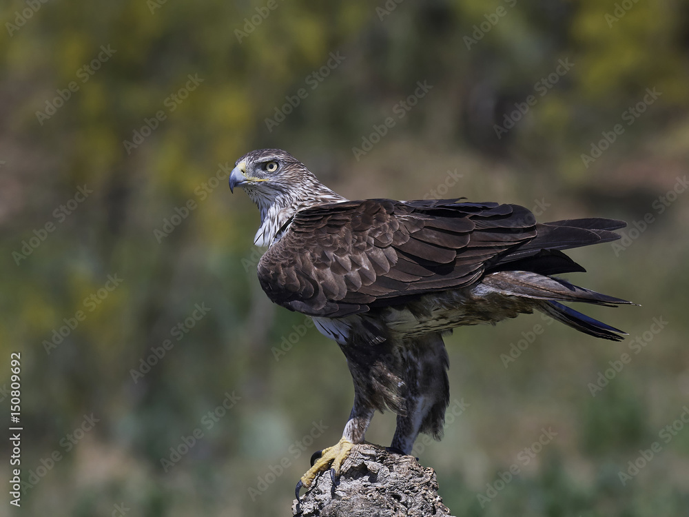 Naklejka premium Bonellis eagle (Aquila fasciata)